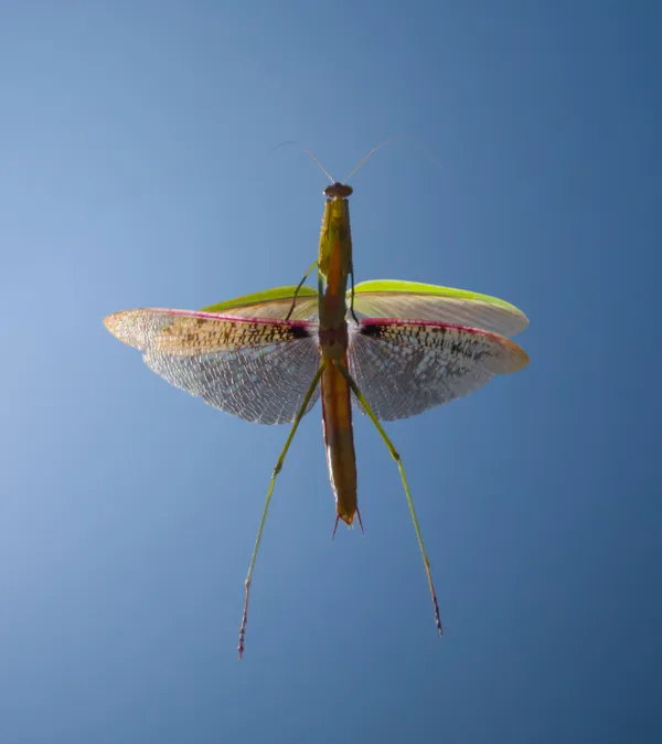 Wings Against the Sky thumbnail