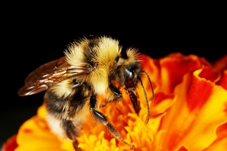 Though necessary for collecting pollen, bumblebees' fuzz may also help detect electric fields.