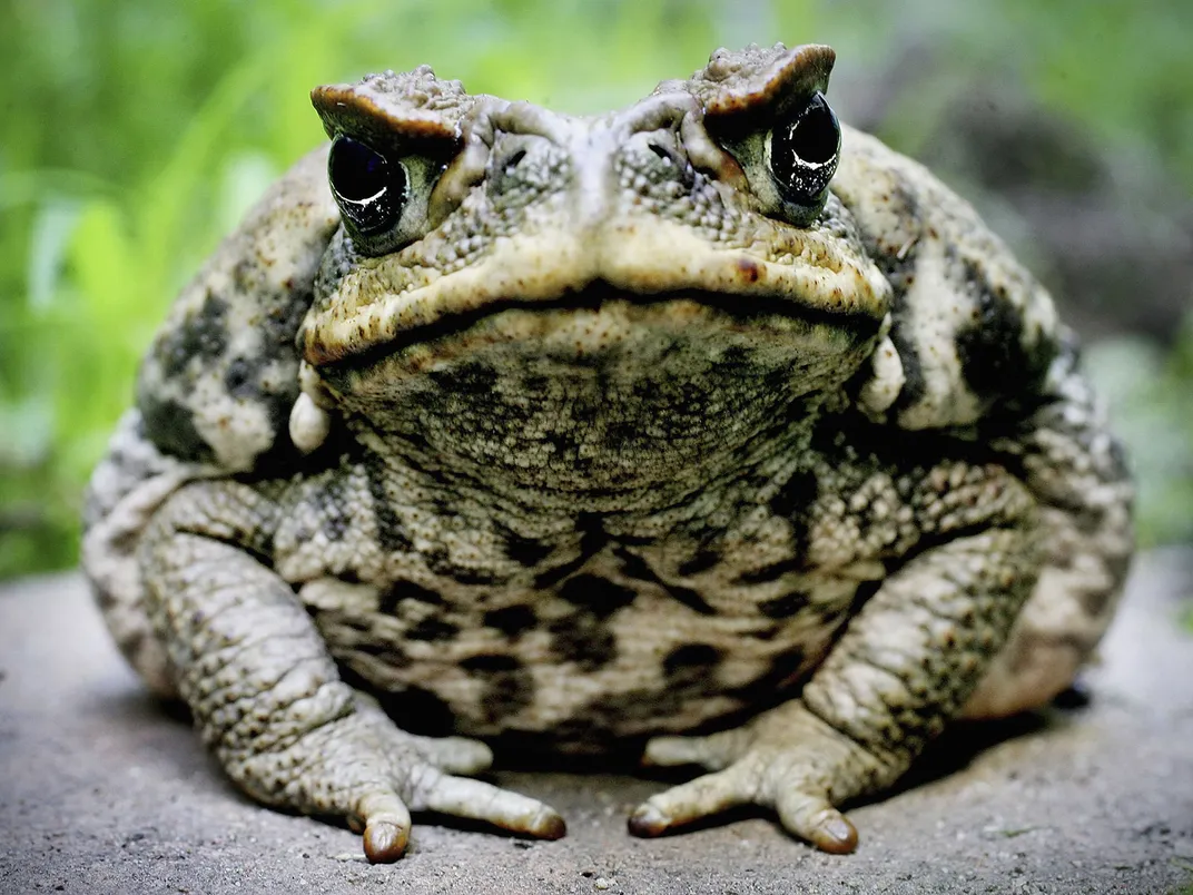 Cane Toad