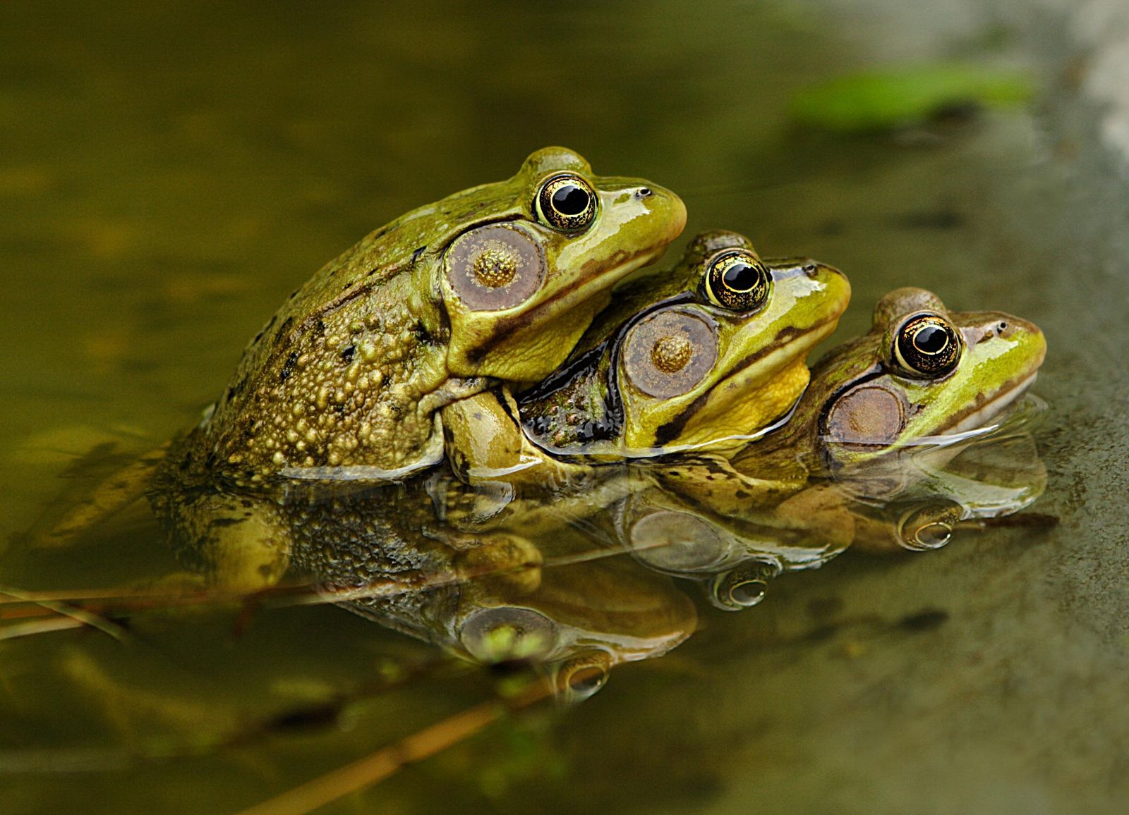 There s No Wrong Way To Make A Tadpole or Froglet Science 