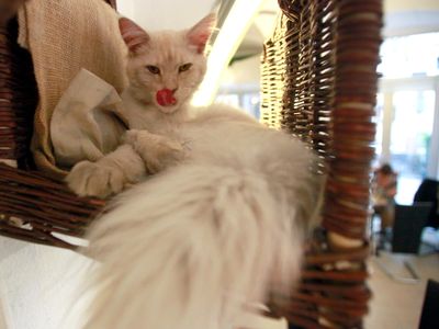 Cat in his basket at Vienna’s first cat cafe