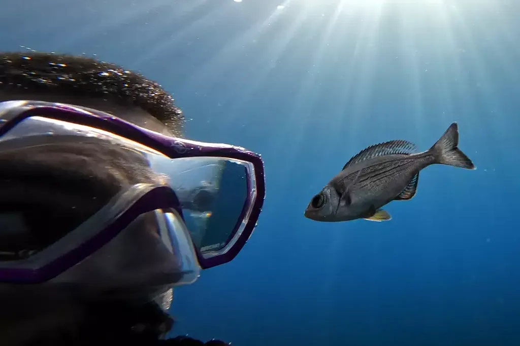 A diver next to a fish