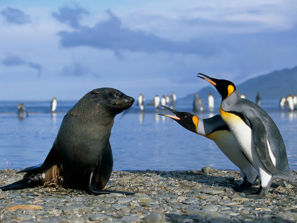 fur seal and king penguins