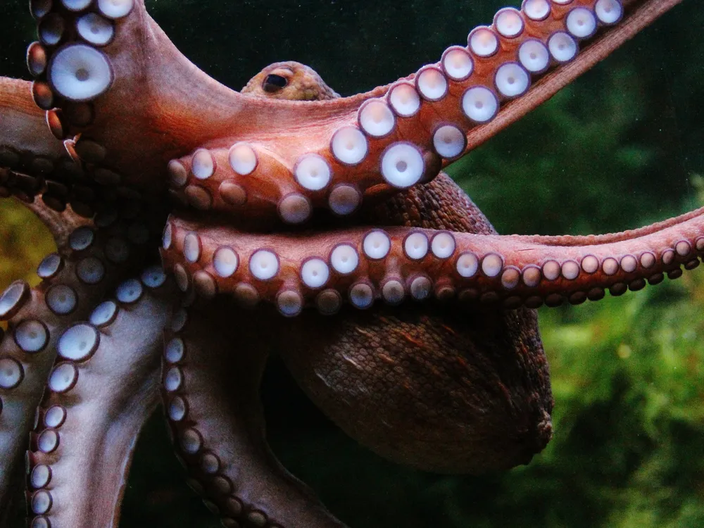 the side of an octopus with its arms stretched out, displaying tentacles to the camera