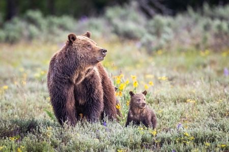Grizzly 399, along with one of her cubs, in Grand Teton National Park in 2021.

