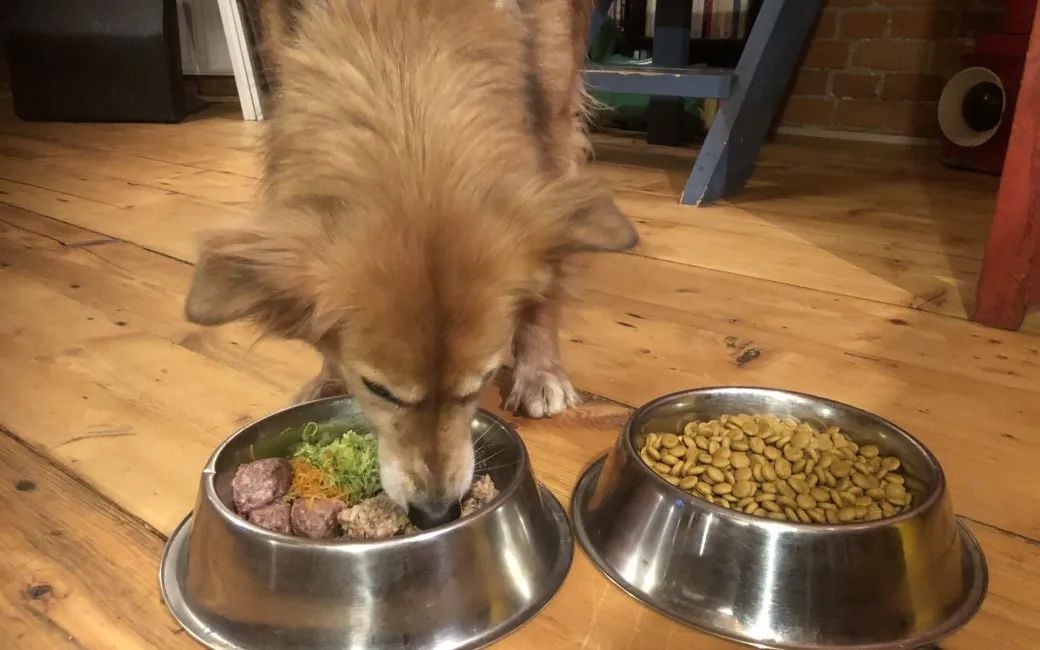 Tan dog bending over two bowls of food