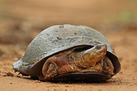 Scientists recorded 50 species of turtles making vocalizations.