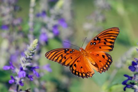 A Gulf Fritillary butterfly in flight. 