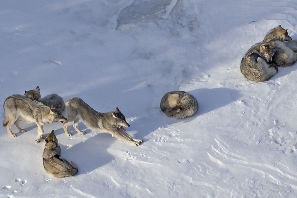 Wolves on snow