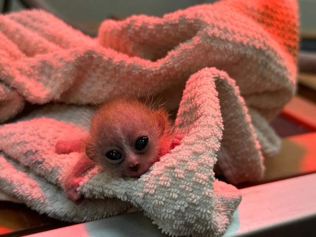 Small animal in a towel