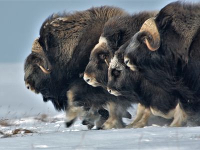 Musk ox have laid claim to this tundra for thousands of years, but today they face new threats. Joel Berger is determined to find out just what they are.