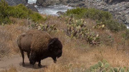 The bison may never leave Catalina Island.