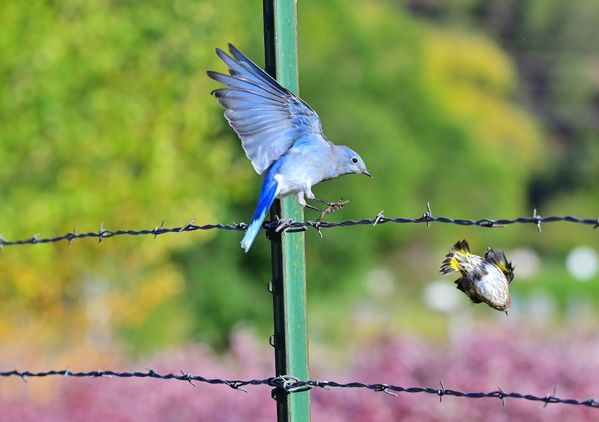 Bluebird and warbler in motion thumbnail