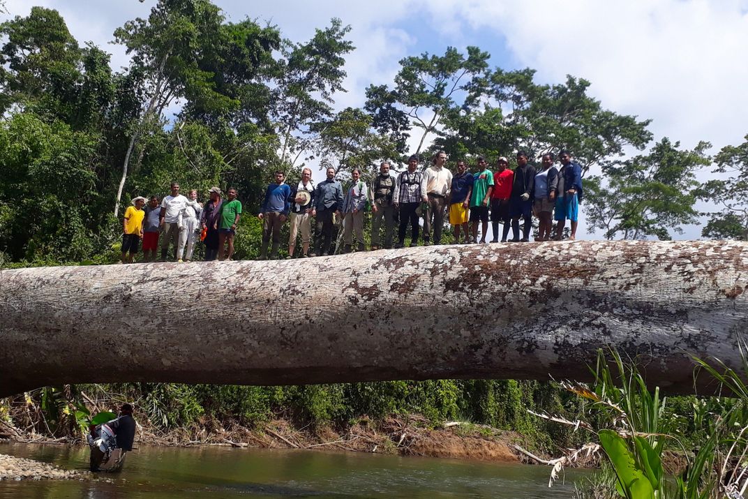 A group of people stand on a massive fallen tree trunk spanning a river.