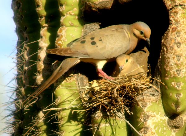 Mated Pair of Doves Nesting in Saguaro thumbnail