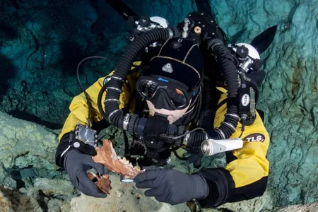 A new study identifies the remains of two previously mislabeled species: a short-faced bear and wolf-like carnivore