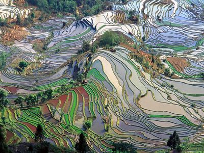 Terrace rice fields in Yunnan Province, China.