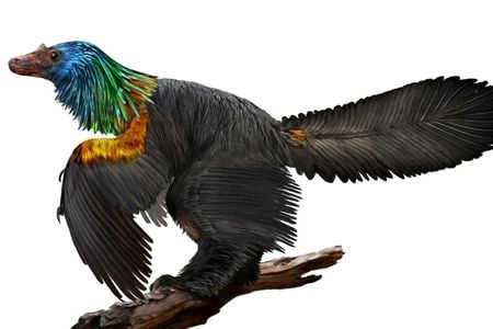 Artist's concept of Caihong, a crow-sized iridescent dinosaur from the Jurassic Period.
