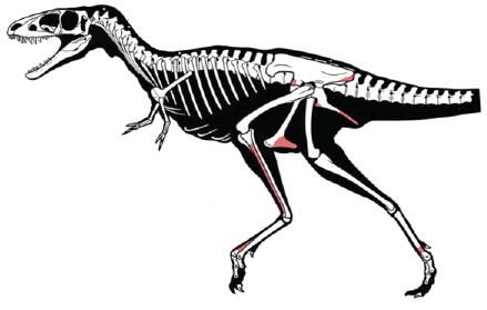 20110520083149raptorex-skeleton.jpg