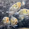Closeup of a handful of river herring underwater swimming toward the viewer, with silver bodies, yellow faces and beady black eyes.