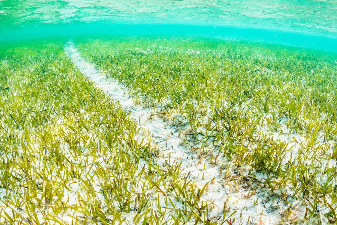 Sunlight to the Seagrasses: U.S. Forest Service Research Shines Light on  Threatened Coastal Plant