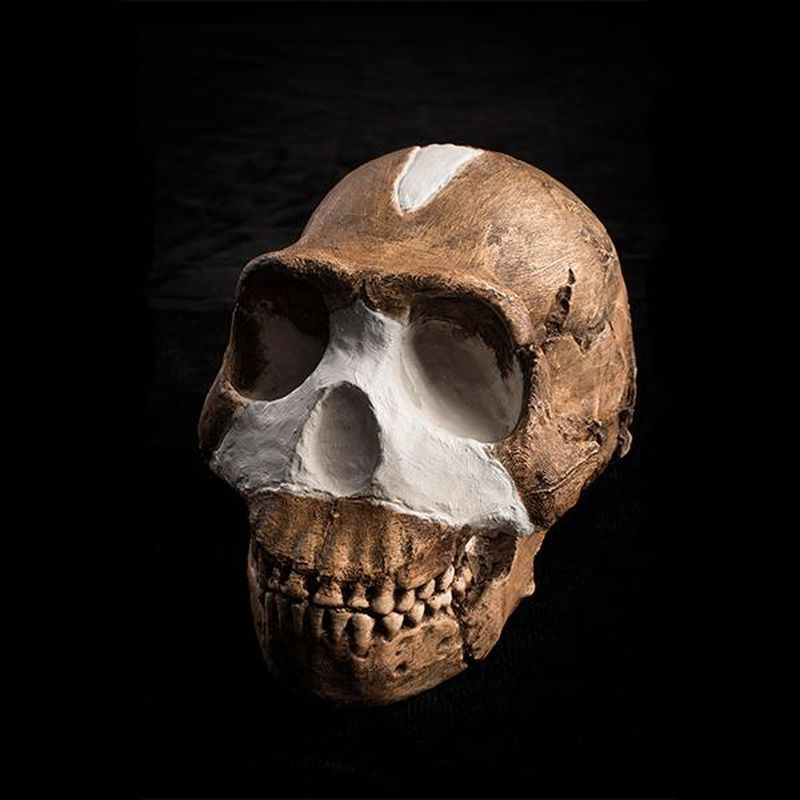 What Makes a Fossil a Member of the Human Family Tree?, Science