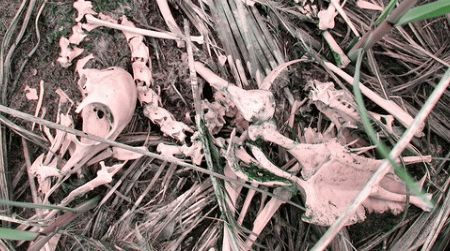If these bones have been gnawed on, scientists can tell if it was an herbivore or a carnivore doing the chewing