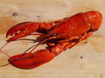 The American Lobster, 'Homarus americanus,' found on the northern area of the Atlantic coast of America.