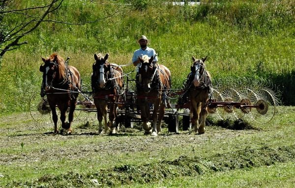 Four horse team pulling a hay rake in Ohio Amish country. thumbnail