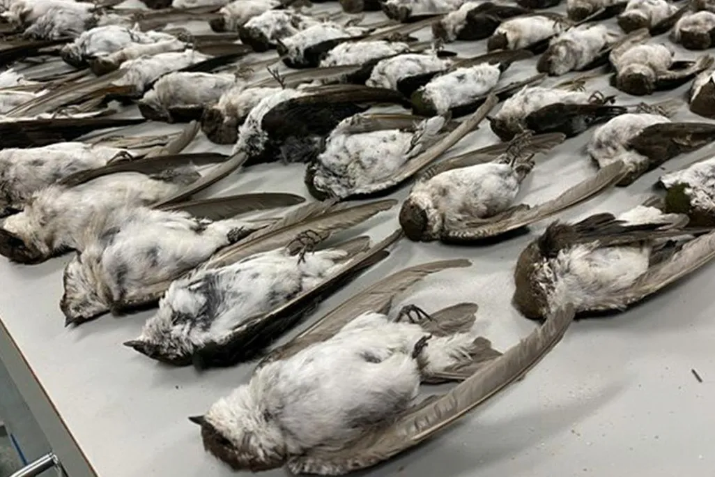 Dead birds in New Mexico Museum