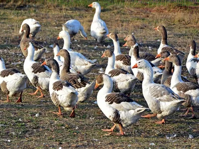 Geese could have been bred to compensate for a reduction in birds from spring to autumn, according to researchers.