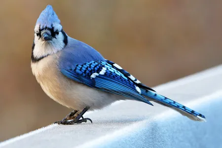 Some birds&mdash;including blue jays&mdash;are strong vocal learners that can mimic other birds and make lots of different sounds.