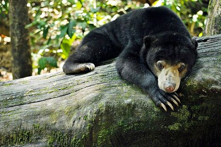 Around 20 percent of the time, the bears returned a playmate’s expression within one second of seeing it