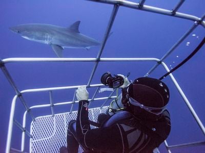 The Mexican government has banned shark-related tourism activities, including cage diving, at Guadalupe Island.