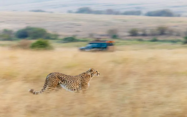 African Safari thumbnail