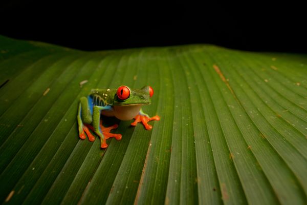 Wide-angle macro photo of a red-eyed tree frog (Agalychnis callidryas) shot in situ. thumbnail