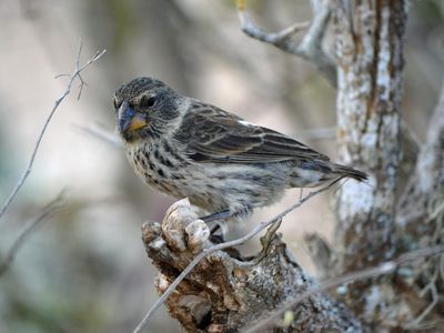 A female medium ground finch, one of at least 14 species of Darwin’s finches in the Galapagos Islands, Ecuador.