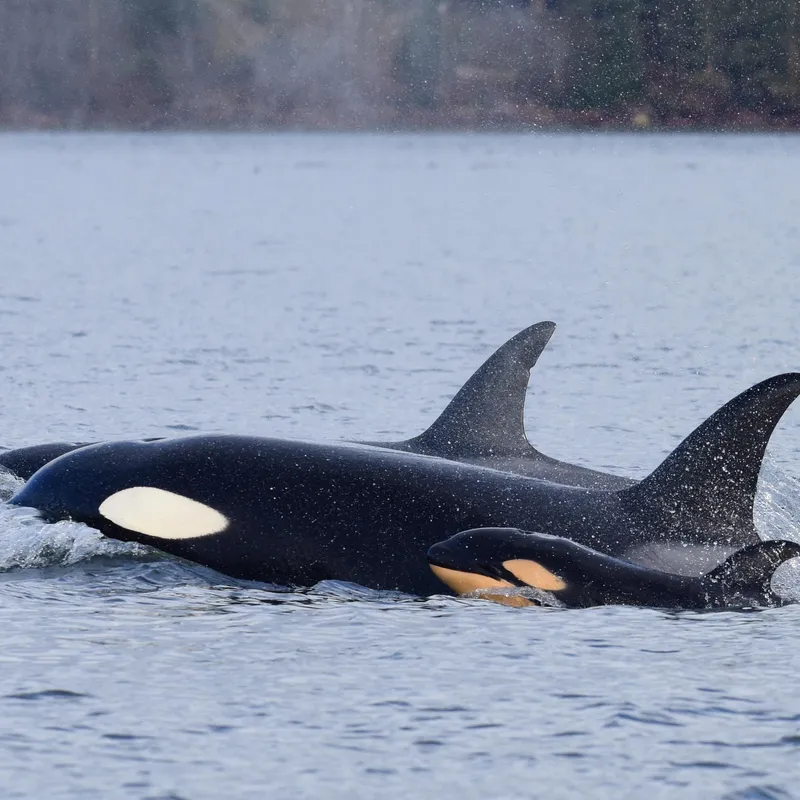 baby orca underwater