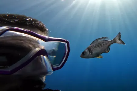 One of the study authors, Ma&euml;lan Tomasek, with a fish. The scientists found that wild fish will start to follow humans for food and can recognize individual divers based on what they&#39;re wearing.