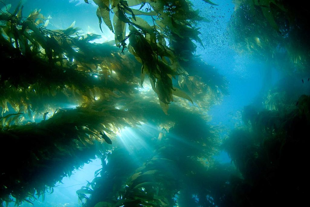 Kelp Forest