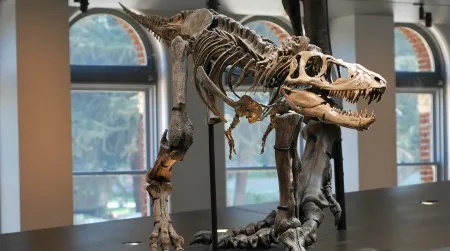 The reconstructed cast of a juvenile Tyrannosaurus in the NHMLA’s centerpiece Dinosaur Hall display.