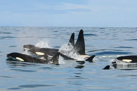 Killer whales are among the oceans&rsquo; top predators. But in Iceland, pilot whales have them running scared.