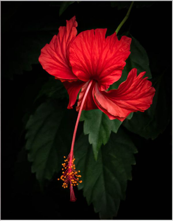 Chinese Hibiscus thumbnail