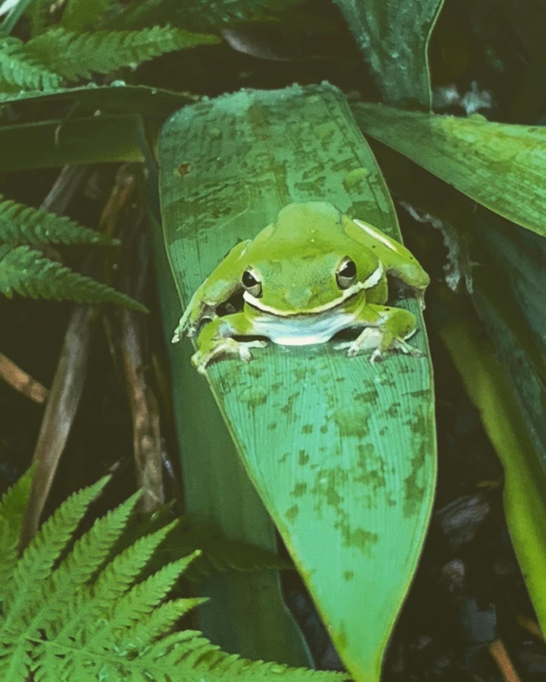 Green Tree Frog on the Iris | Smithsonian Photo Contest | Smithsonian ...
