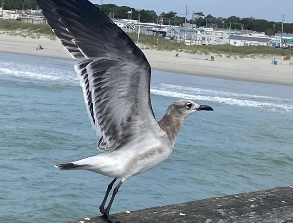 Strike a pose thumbnail