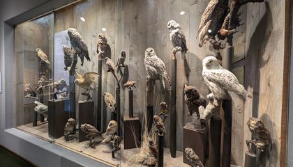 Meet the Taxidermists Who Care for the Animals at Your Favorite Museums
