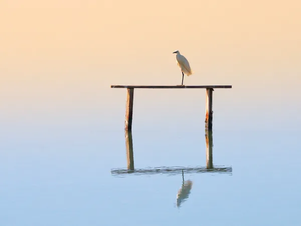 Egret and its reflection thumbnail