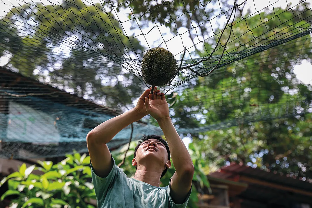 a recently fallen durian is caught by a large net
