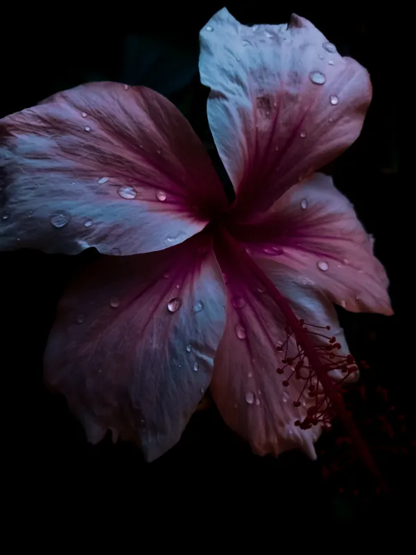 Twilight Blossom (Hibiscus flower) thumbnail