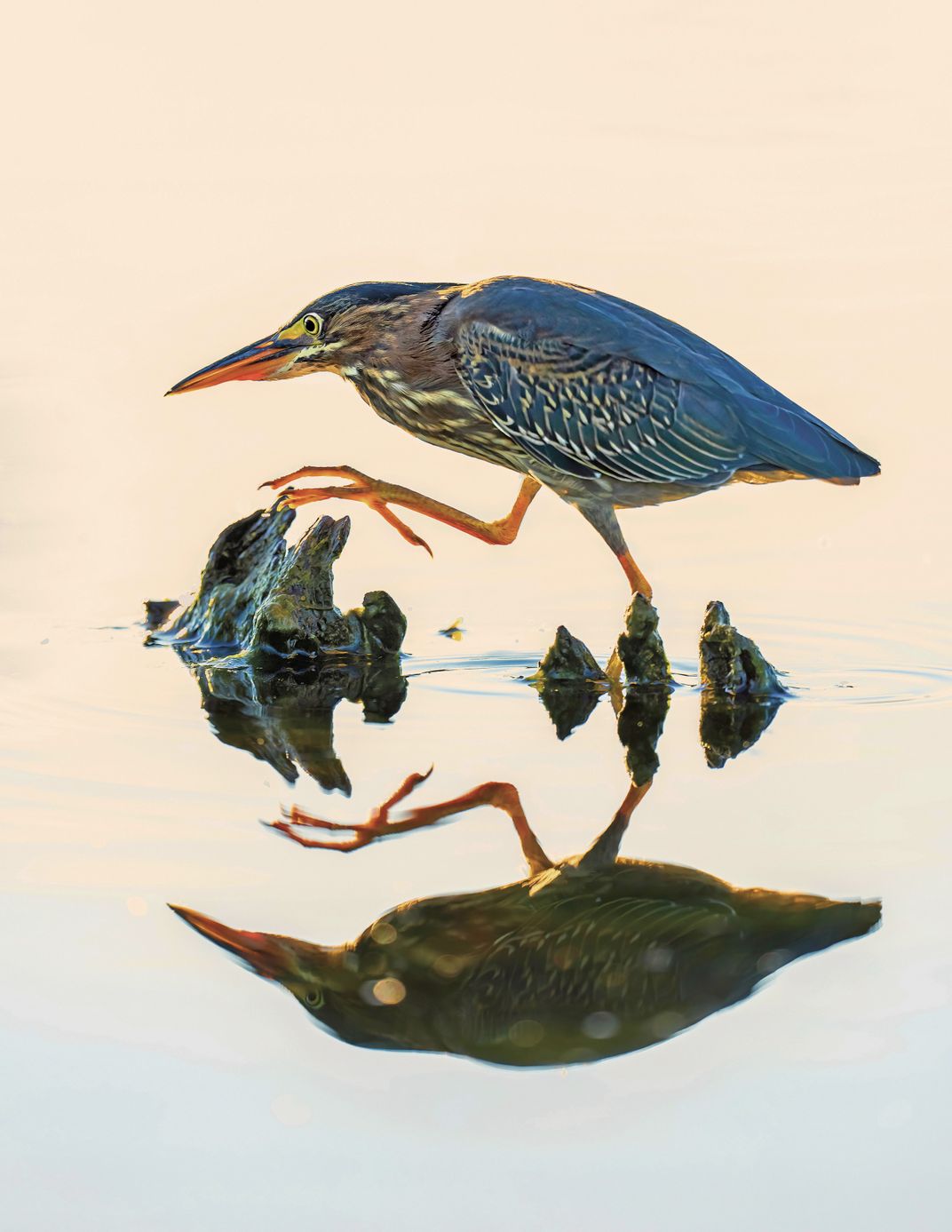 Green Heron, Butorides virescens